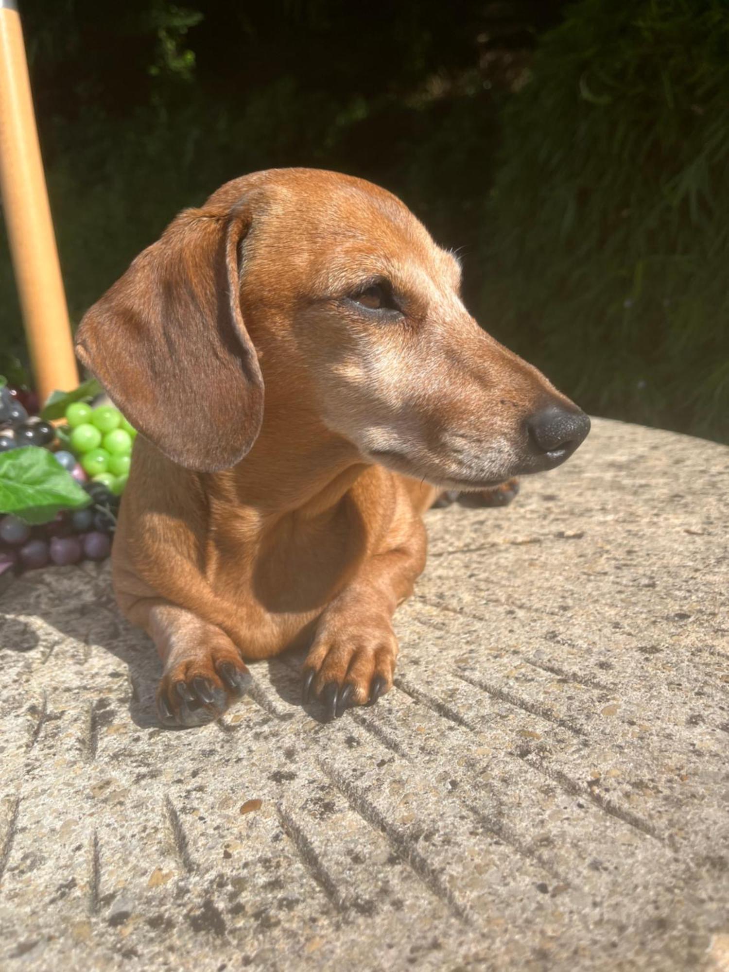 Bowlish House Bed & Breakfast Shepton Mallet Luaran gambar